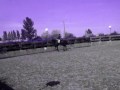dressage pony club rally