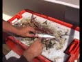 Fishing Dartmouth for Conger Eels