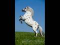 Hevoset-nelli-tee se niin