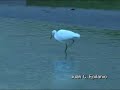 La bella pescadora La bella pescadora