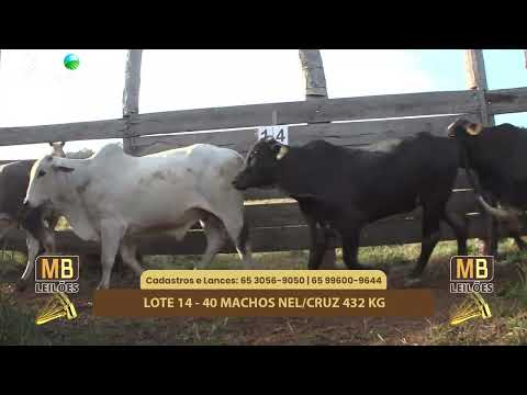 511� LEIL�O VIRTUAL MB LEIL�ES