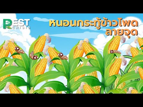 Pest Crisis EP 10 หนอนกระทู้ข้าวโพดลายจุด ภัยเงียบที่ร้ายแรงของไร่ข้าวโพด
