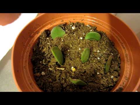 how to replant a jade plant
