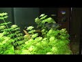 Acquario di 100 litri di Giuseppe Giunta - Black Molly (Poecilia sphenops)