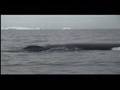 Salvemos a las ballenas, es nuestro turno