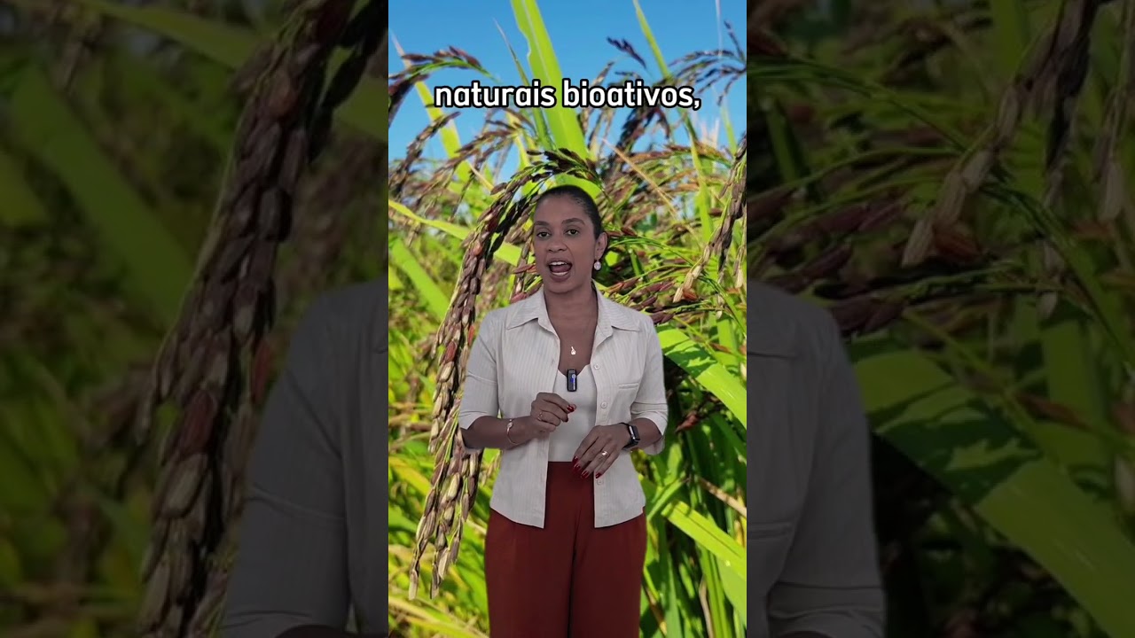 Arroz preto da ciência brasileira