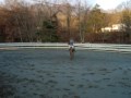 bareback and bridleless-no tack