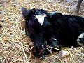Veau Holstein Veau Holstein