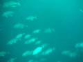 Freediving with Sharks