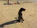You Can Train Your Dog Right Now Today...Dog Training Video