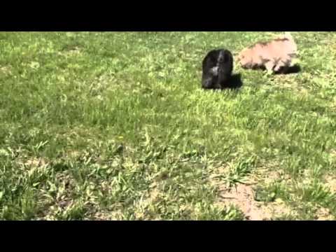 Bumper playing in the yard