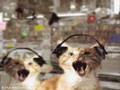 Katzen-Rap