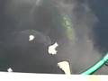 Koi-eating-Bread