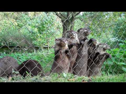 Cute Baby Otters