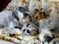 videos de - Lavage d_oreilles_ a video from Pa-Reba_ Schnauzer_ Pepper_ Reba.avi