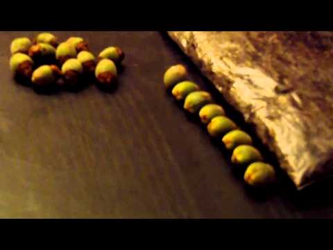 how to plant a queen palm tree