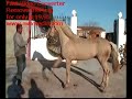 caballos el cortijo