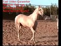 caballos el cortijo