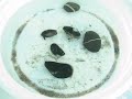 Blue mussel time lapse