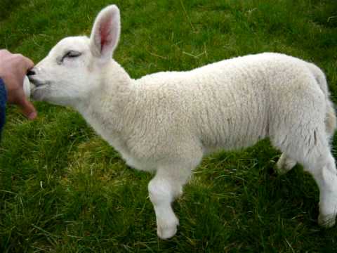 sheep milk