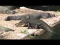 Homosassa Day Trip