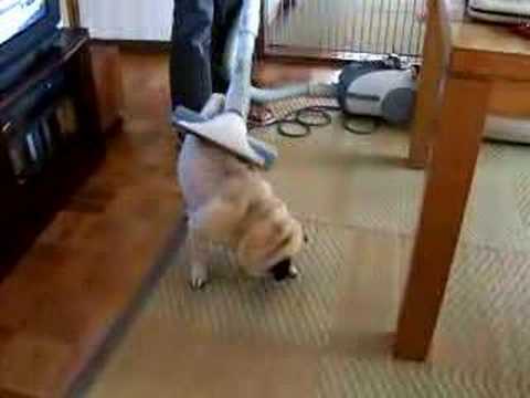 Watch 'Pug Getting Vacuumed'