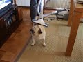 pug