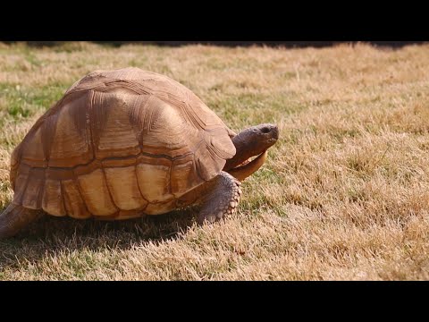 YouTube reptile video