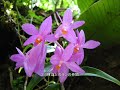 Gede Pangrango National Park (??????,????,Gn Gede, Bogor, Cianjur?