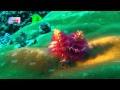 綠島潛水-2 Green Island Diving Underwater Taiwan