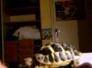 tortue d\