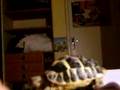 tortue d'hermann