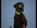 Vigili del Fuoco Robbio 3 giu 06 scala controventata