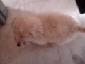 cucciolo barboncino