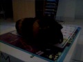 cochon,d',inde