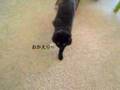 しゃべるねこ、しおちゃんの「おかえり」、でも質問は聞かない。Talking cat in Japanese