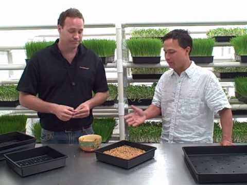 how to grow wheatgrass
