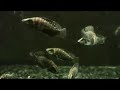Black Calvus Fry Zambian Grow Out Tank