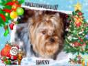 Navidad en Yorkiesworld