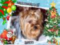 videos de Navidad en Yorkiesworld