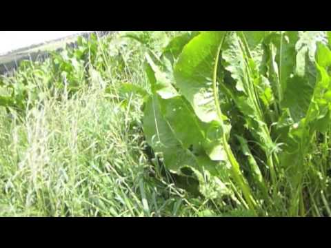 Meerrettich, gesund und lecker