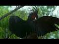 Parrots in the Land of Oz: Hello, Palm Cockatoo!