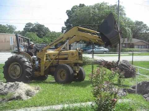 how to fertilize sylvester palm