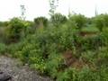 Trail Walk Day 3 -