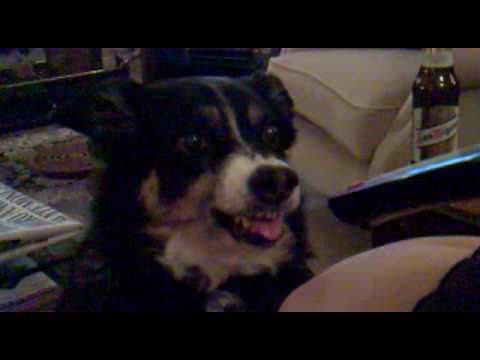 Dog vs. remote control