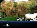 Irish Traffic Jam