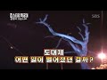 울산의 혼령이 깃든 나무