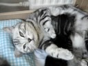 British Shorthair kittens British Shorthair kittens