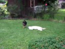Randy, Fergus, and Penuche Wrestle 1 of 4 Randy, Fergus, and Penuche Wrestle 1 of 4