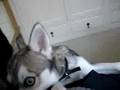 Alaskan Klee Kai speaking